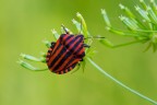 Graphosoma italicum Graphosoma italicum