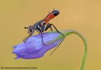 Cylindromyia brassicaria all'alba