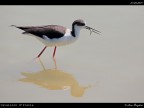 Camargue # 6