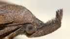 FALENA 2