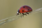 Coccinela