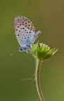 Plebejus sp.