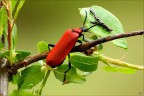 Pyrocroa coccinea

Nikon D7000 - Sigma 180 macro D - focust staking di 2 scatti a f 13 -1/100 sec - iso 1600 - spot - luce naturale - treppiedi - scatto remoto

visione HR
http://img850.imageshack.us/img850/7326/anastrangaliasanguinole.png