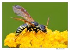 Addormentata