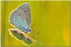 Glaucopsyche alexis