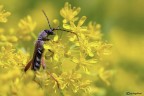 Disperso nel giallo