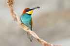 Lo sfondo  una parete di sabbia
Ciao
In alta risoluzione http://imageshack.us/photo/my-images/545/img0257av.jpg/