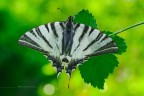 Podalirio (Iphiclides podalirius L.)