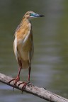 SGARZA CIUFFETTO.........