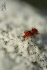 Canon 400D
100 mm macro 2.8
f 2.8
t 1/1000
iso 100