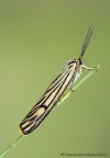 Coscinia striata. Arctidae