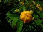 Bocciolo Giallo