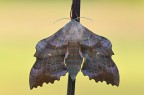 Laothoe populi
