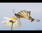 The king Machaon