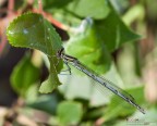 Platycnemis pennipes maschio ambientato