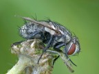 the fly
