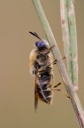 ipnotica