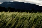 Campagne