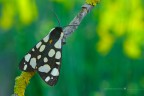 Arctia villica