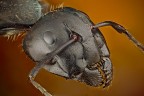 *** Camponotus vagus ***
Prova con obbiettivo per microscopio
Link HD: http://farm3.static.flickr.com/2527/5785677962_0d9b41108d_o.jpg