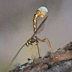 Una Megarhyssa sorpresa durante la perforazione
Questi imenotteri sono in garado d'individuare una  larva diversi centimetri al di sotto della superficie del tronco e,  dopo averla raggiunta  con il lungo ovodepositore, la paralizzano e vi depositano un uovo che una volta dischiuso la divorer.