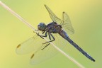 Orthetrum coerulescens Orthetrum coerulescens