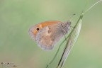 Coenonympha pamphilus