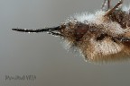 Bombylius major