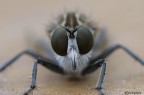 Faccia a faccia con l'Asilidae