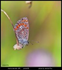 farfallina