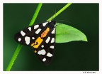Arctia villica