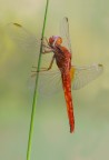 Crocothemis erythraea M Crocothemis erythraea M