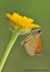 thymelicus sylvestris