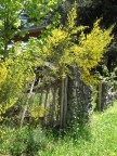Pietosa Primavera