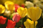 Fuori i Fiori