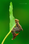 Notodonta tritophus
