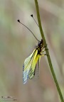Libelloides