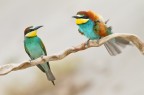 L'altro "lo guarda strano"...
A 1200 px http://img37.imageshack.us/img37/9215/img02981200.jpg

Ciao a tutti