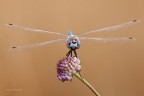 frontale di libellula