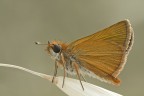 Hesperidae