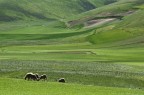 Piani di Castelluccio