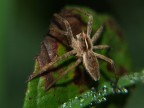 spider 1