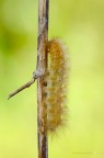 Diaphora mendica