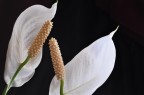 Flower Kiss