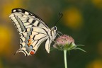 F11
1/13
ISO 100

-Papilio machaon maschio-

Posto questo splendido papilio machaon maschio che aveva deciso di passare la notte su questo particolare fiore.

[url=http://i1128.photobucket.com/albums/m500/hawkeye691/_MG_7193-1800-per-il-web.jpg][b]Clicca qui per la versione ad alta risoluzione![/b][/url]