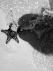 Sorpresa sulla spiaggia
