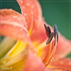 150 mm; 1/125 s; f/3.8; ISO 160

Commenti e critiche sempre ben accetti