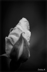 150 mm; 1/1250 s; f/4.5; ISO 160

Commenti e critiche sempre ben accetti
