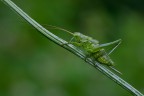 Canon 550D
Tamron 180mm
f/14
1/8 sec.
ISO-100
3piedi
Plamp

[url=http://img818.imageshack.us/img818/777/tettigoniaviridissimafe.jpg]Consigliata la versione a 1500px![/url]