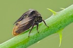 Centrotus cornutus